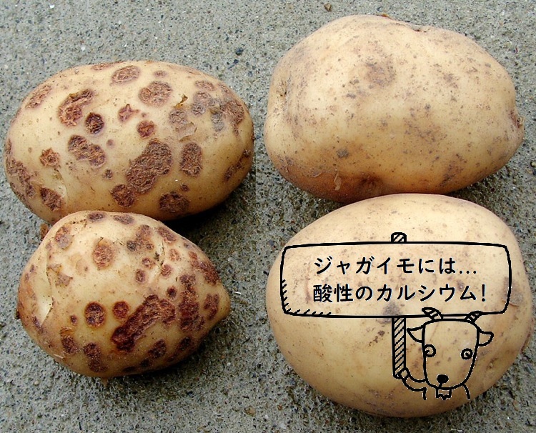 ジャガイモには 酸性のカルシウム 株式会社カルテックホームページ